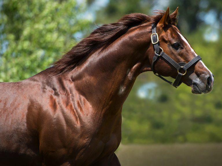 Written Tycoon (Iglesia - Party Miss) runs in his paddock at Woodside Park Stud near Tylden, Victoria, on 16 November 2015.  The Image is Everything - Bronwen Healy and Darren Tindale Photography.