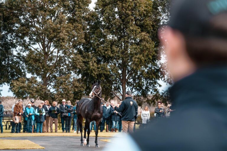 2022 Yulong Stallion Parade