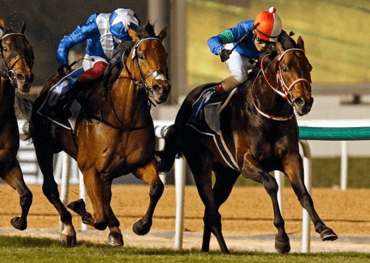 Panthalassa (Jpn) when racing, he will stand for $16,500 inc GST in 2024 | Standing at Yulong

