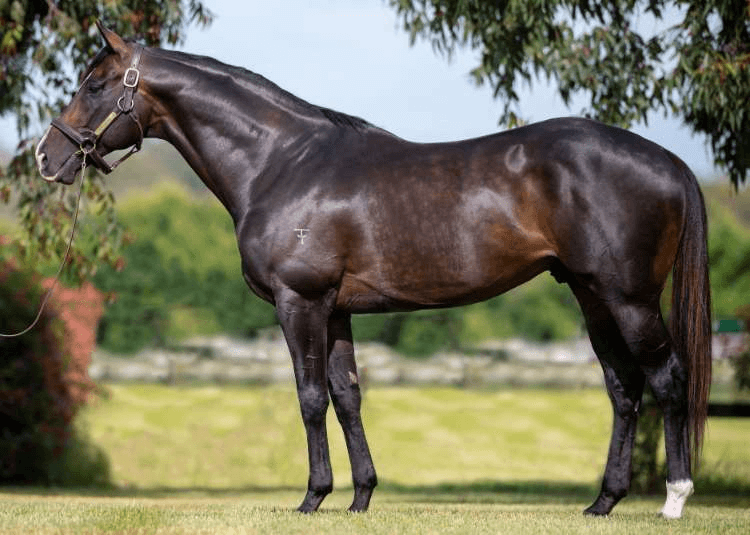 Grunt (NZ) will stand for $22,000 inc GST in 2024 | Standing at Yulong

