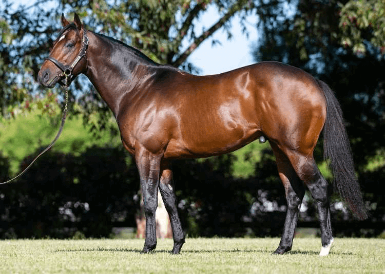 Lucky Vega (Ire) will stand for $16,500 inc GST in 2024 | Standing at Yulong

