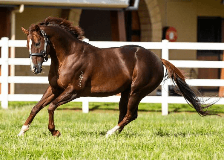 Written Tycoon will stand for an undisclosed fee in 2024 | Standing at Yulong

