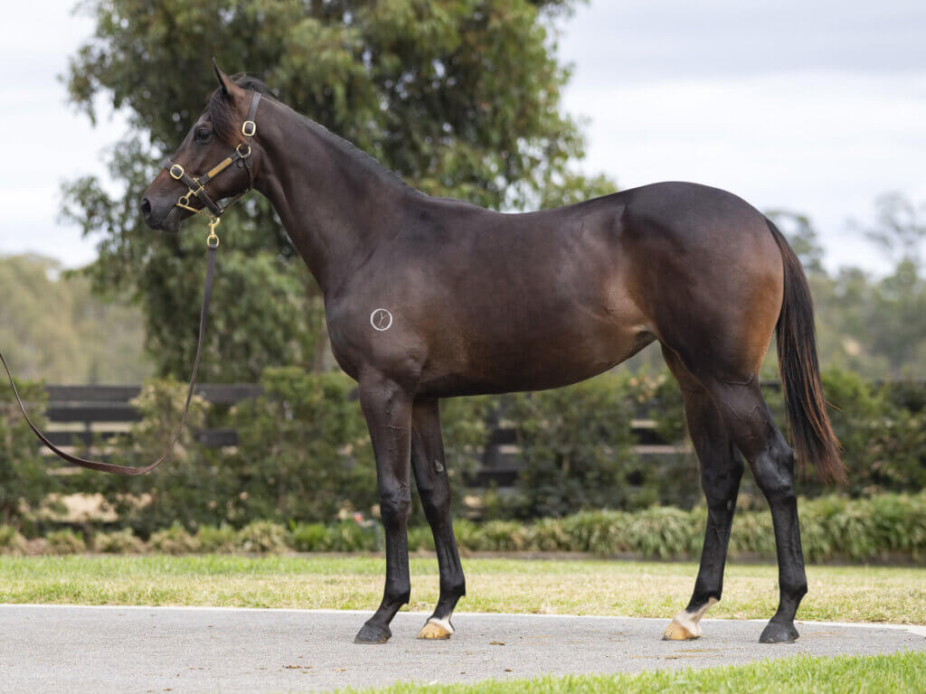 Mihoko Takeo as a yearling 

Inglis Premier Yearling Sale 

Lot 764

Grunt x Draconic Treasure

Inglis Bloodstock