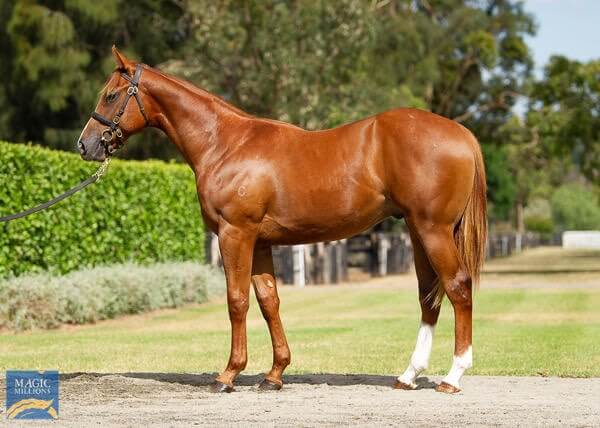 Yulong-owned, Dawn Service (Justify x Sunlight) pictured as a yearling. 
Image courtesy of Magic Millions Gold Coast National Sale 