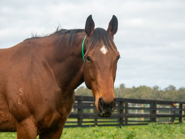 Holy Snow is a retired race horse now living life as a nanny in the paddock at an Australian Thoroughbred Stud, Yulong Stud in Nagambie Australia.