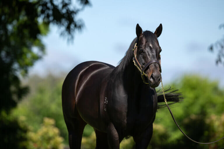 Yulong Stallions 2023 Photoshoot, Yulong Farm