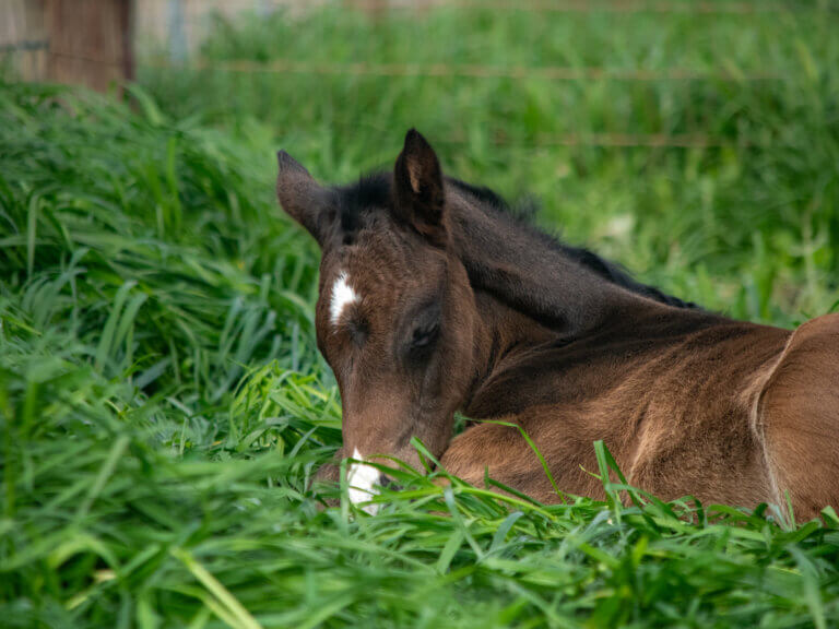 Diatonic x La Girl filly