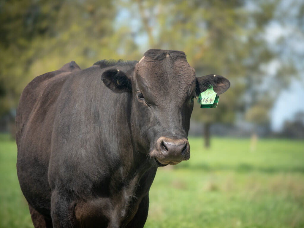 Wagyu