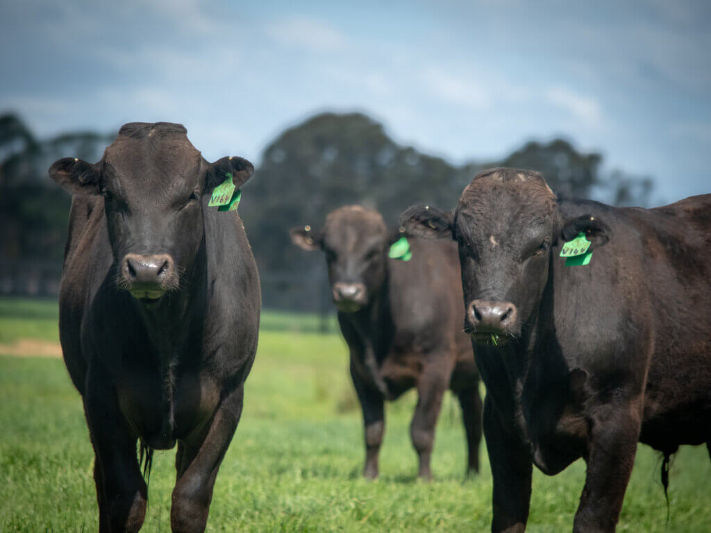 Wagyu-2
