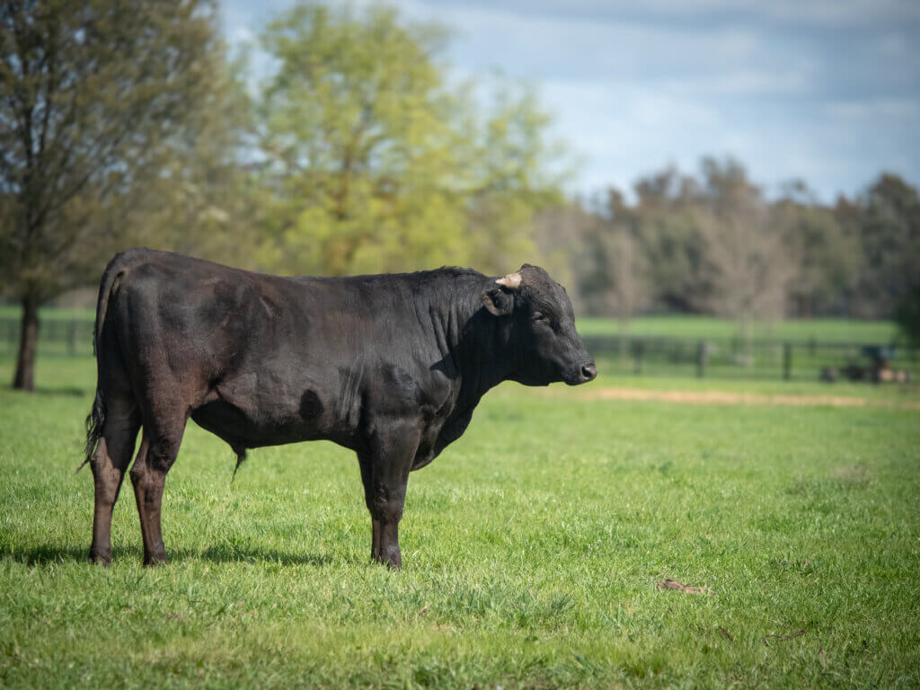 Wagyu-3