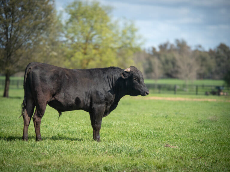 Wagyu-3