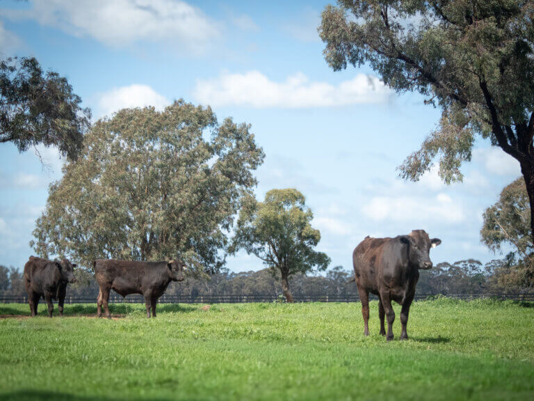 Wagyu-4
