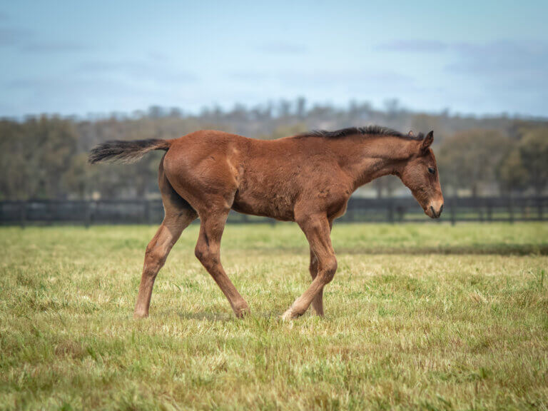 Panthalassa x Saluting To Win