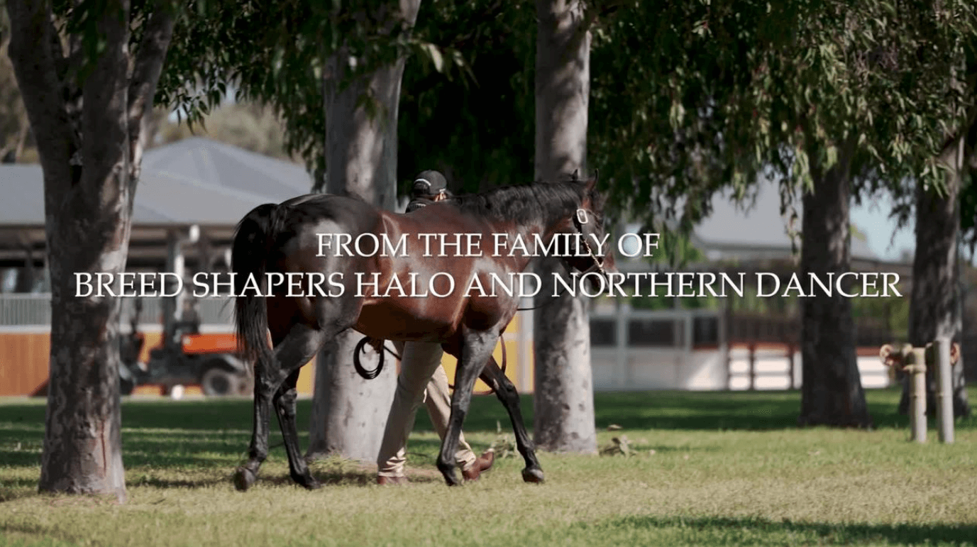 From the family of Breed Shapers Halo and Northern Dancer 