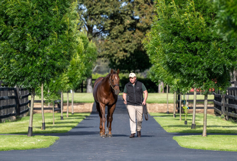 2025 Yulong Stallions Photoshoot, Yulong Farm