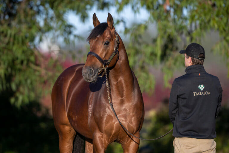 2023 Yulong Stallions Photoshoot, Yulong Farm